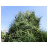 White Pine, 6-1/2ft...