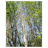 Armstrong Columnar Maple, 10-1/2ft,...