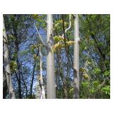 Armstrong Columnar Maple, 10-1/2ft,...