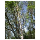 Armstrong Columnar Maple, 12ft, 2-1...