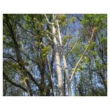 Armstrong Columnar Maple, 12ft, 2-1...