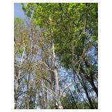 Autumn Blaze Maple, 15ft, 3" ca...