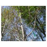 Autumn Blaze Maple, 15ft, 3" ca...