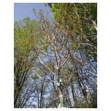 Autumn Blaze Maple, 15ft, 3" ca...