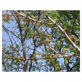 Autumn Blaze Maple, 15ft, 3" ca...