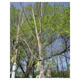 Green Mountain Maple, 13ft, 3" ca...