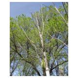 Green Mountain Maple, 16ft, 3-1/2" ...