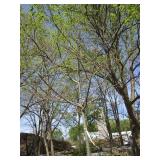 Northern Pin Oak, 11ft, 2" ca...
