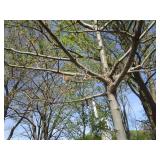 Northern Pin Oak, 11ft, 2" ca...