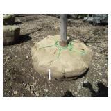 Northern Pin Oak, 11ft, 2" ca...