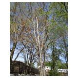 Northern Pin Oak, 9ft, 2" ca...