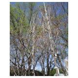 Fall Fiesta Maple, 12-14ft, 2 to 2-...