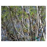 Fall Fiesta Maple, 12-14ft, 2 to 2-...