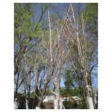 Fall Fiesta Maple, 12-14ft, 2 to 2-...