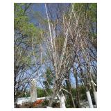 Fall Fiesta Maple, 12-14ft, 2 to 2-...