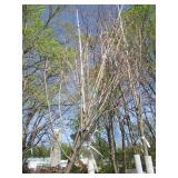 Fall Fiesta Maple, 12-14ft, 2 to 2-...