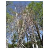 Fall Fiesta Maple, 12-14ft, 2 to 2-...
