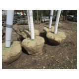 Fall Fiesta Maple, 12-14ft, 2 to 2-...