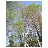 London Exclamation Maple, 12ft, 3" ...