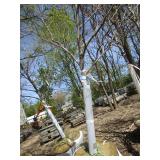 London Exclamation Maple, 12ft, 3" ...