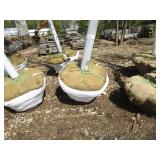 London Exclamation Maple, 12ft, 3" ...