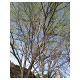 London Exclamation Maple, 12ft, 3-1...