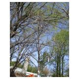 London Exclamation Maple, 12-1/2ft,...