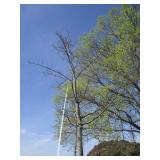 Red Oak, 17ft, 4-1/2" ca...