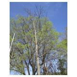 Red Oak, 17ft, 4-1/2" ca...
