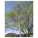 Red Oak, 12ft, 3-1/2" ca...