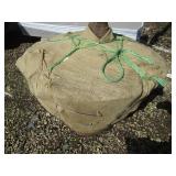 Red Oak, 12ft, 3-1/2" ca...