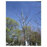 Skyline Locust, 12ft, 2-1/2" ca...