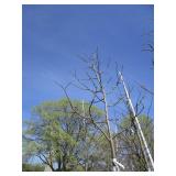 Skyline Locust, 14ft, 2-1/2" ca...