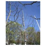 Skyline Locust, 13ft, 2-1/2" ca...
