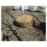 Skyline Locust, 13ft, 2-1/2" ca...