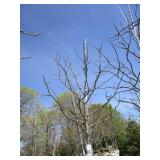 Skyline Locust, 13ft, 2-1/2" ca...