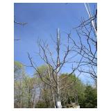 Skyline Locust, 13ft, 2-1/2" ca...