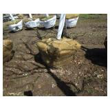 Skyline Locust, 13ft, 2-1/2" ca...