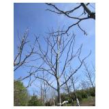 Skyline Locust, 13ft, 2-1/2" ca...