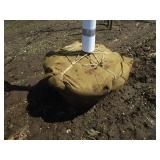Skyline Locust, 13ft, 2-1/2" ca...