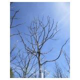 Skyline Locust, 15ft, 3" ca...