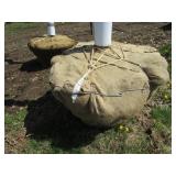 Skyline Locust, 15ft, 3" ca...