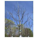 Skyline Locust, 14ft, 2-1/2" ca...