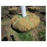 Skyline Locust, 14ft, 2-1/2" ca...