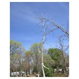Burr Oak, 12ft, 2" ca...