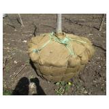 Burr Oak, 12ft, 2" ca...