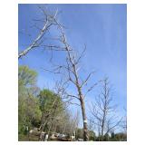 Burr Oak, 12--1/2ft, 2" ca...