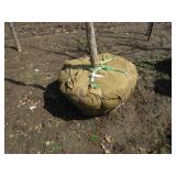 Burr Oak, 12--1/2ft, 2" ca...