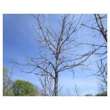 Burr Oak, 11ft, 3" ca...