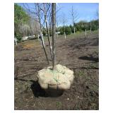 Burr Oak, 11ft, 3" ca...
